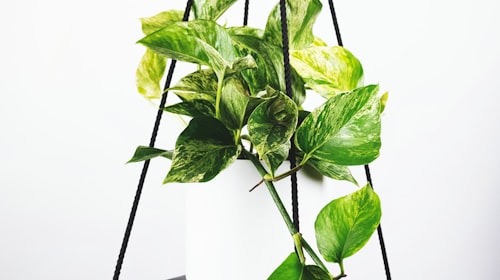 前线记者正在报道AC米兰最新训练情况的现场照片